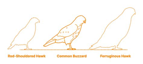 Common Buzzard (Buteo buteo) Dimensions & Drawings | Dimensions.com