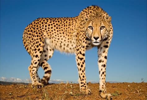 Cheetah's Evolved Ears Help Them Hunt - Nature World Today