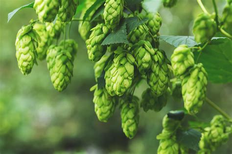 What are Hops? Plant & Extract Components & Side Effects - SelfDecode ...