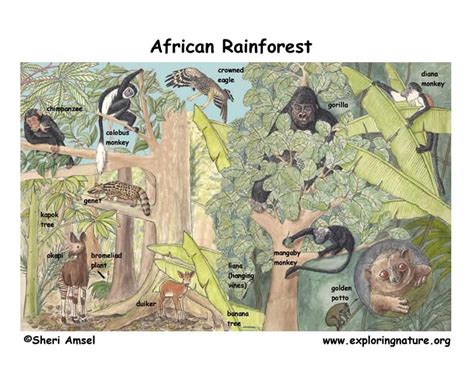 The African RainForest - Home