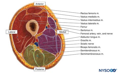 Muscle compartments of leg - appmokasin