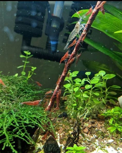 What Are The Best And Worst Tank Mates For Cherry Shrimp?