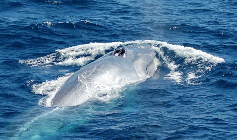 Pygmy Blue Whale – "OCEAN TREASURES" Memorial Library