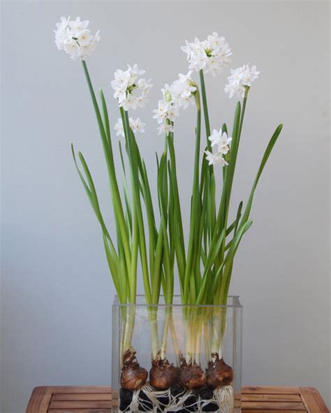 Narcissus tazetta 'Paperwhite Ziva' Bulbs - Buy Paperwhites online at ...