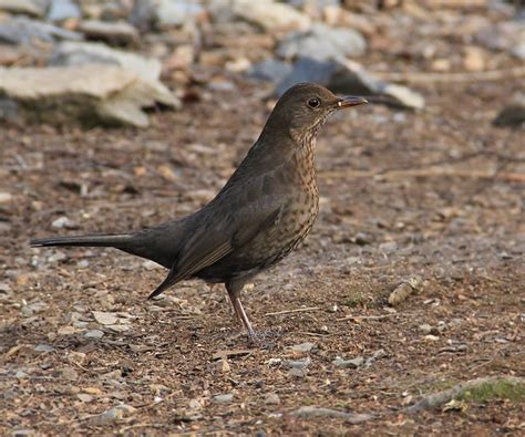 Common Blackbird - female | Flickr - Photo Sharing!