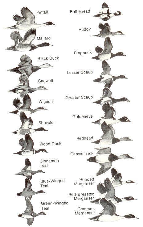 Ducks at a Distance: A Waterfowl Identification Guide : Hines, Robert W ...