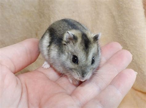 Dwarf hamster | Cute hamsters, Hamster species, Dwarf hamster