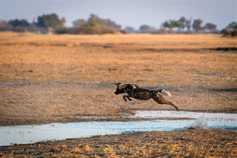 The African wild dog: Ambassador for the world's largest terrestrial ...