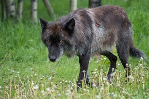 Top 10 Most Dangerous Wild Dogs: Tanukis, Dingoes, and More - PetHelpful