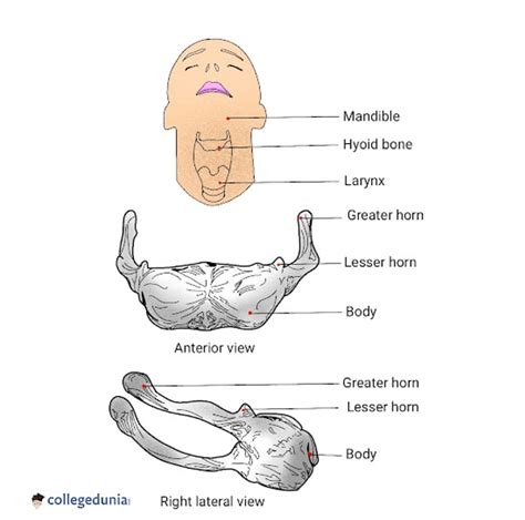 Hyoid Bone: Anatomy, Function & Location