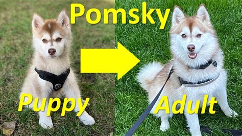 Do Pomsky Dogs Shed A Lot