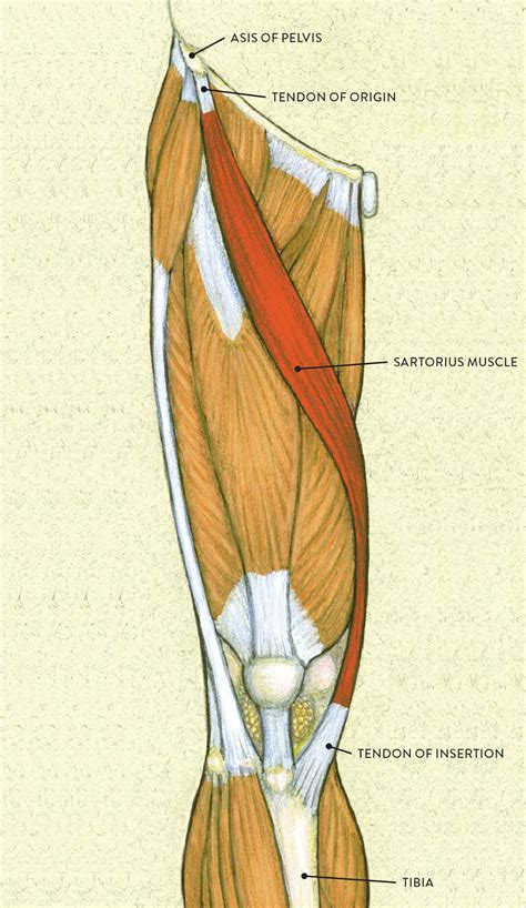 Leg Anatomy Muscles Ligaments And Tendons : Leg Ligaments Diagram ...