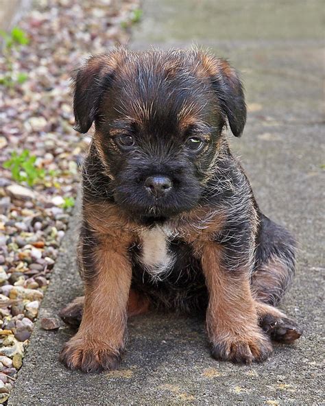 Are Border Terrier Puppies Lazy