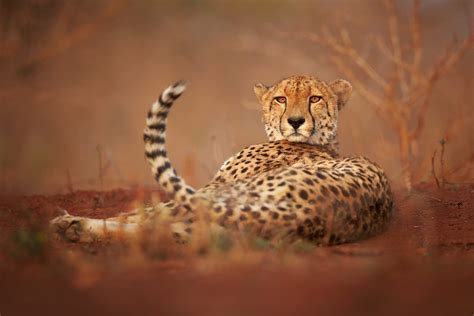 Amazing Photos of Cheetahs in the Wild | Reader's Digest