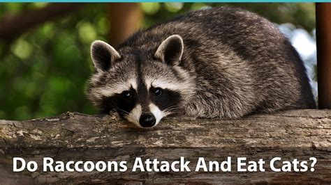 Do Raccoons Attack And Eat Cats? How To Keep Your Kitty Safe