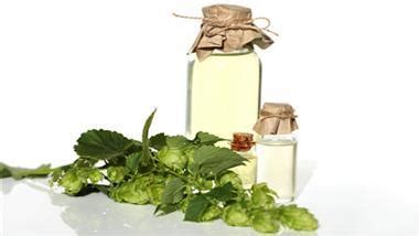 Herbal Oil: Hop Oil Benefits and Uses