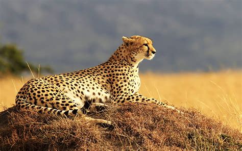 HD wallpaper: cheetah animal nature 4k | Wallpaper Flare