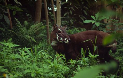 Saola still a mystery 20 years after its spectacular debut | WWF