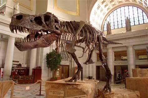 Tyrannosaurus Rex Had One Of The Strongest Jaws in History - InsideHook