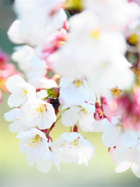 Cherry blossom in Spring day | @Chuncheon, South Korea OLYMP… | Flickr