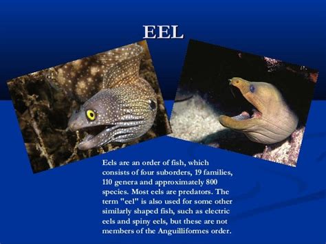 Eel migration