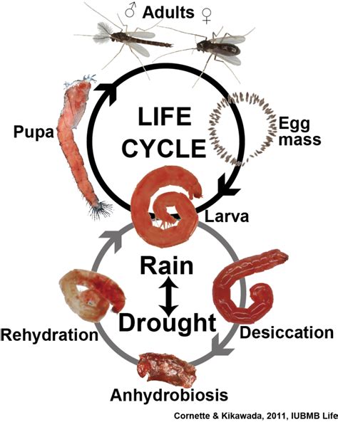 Midge Life Cycle | Okinawa Institute of Science and Technology OIST