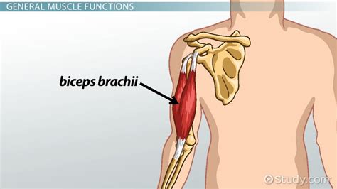 Biceps Brachii Muscle | Anatomy, Function & Location - Lesson | Study.com