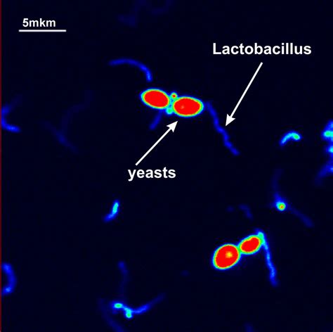 The study of lactobacillus and yeast interaction at a joint ...