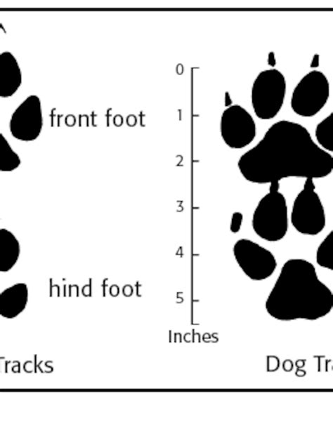 Whats The Difference Between Coyote And Dog Tracks