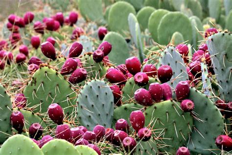 Prickly Pear Cactus With Fruit Free Stock Photo - Public Domain Pictures