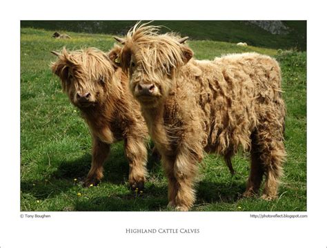 PhotoReflect: Highland cattle calves