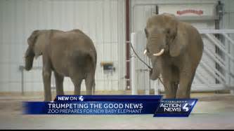 Trumpeting the good news, Zoo prepares for baby elephant - YouTube