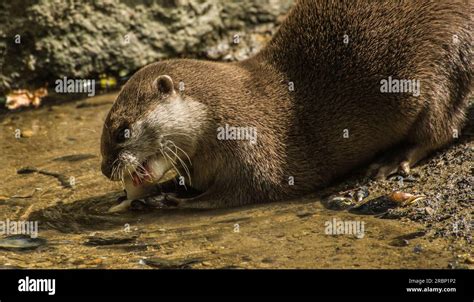 Otter eating fish Stock Photo - Alamy