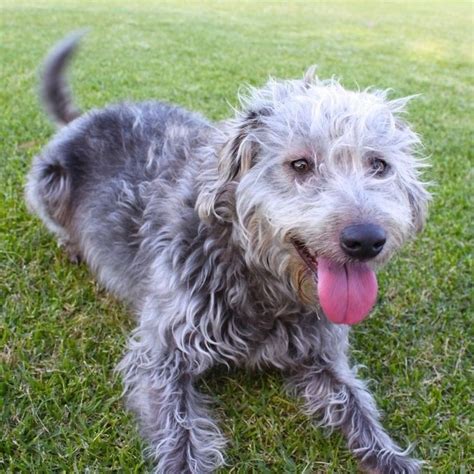 dogsandpupsdaily | Collie poodle mix, Border collie poodle mix, Poodle mix