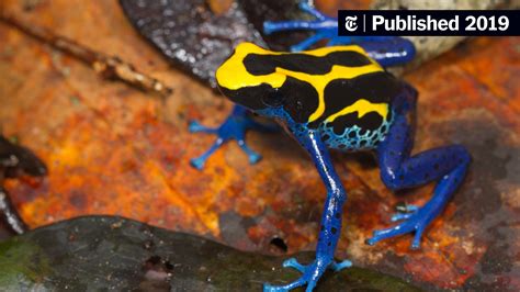 For Poison Dart Frogs, Markings Matter When It Comes to Survival - The ...