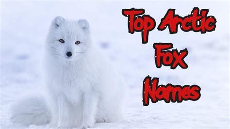 Top 100+ Cute Fox Names (Male & Female) | PetPress