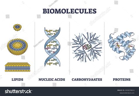 2,539 Lipids Proteins Images, Stock Photos & Vectors | Shutterstock