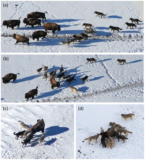 Behavior of wolves hunting bison: (a) approach, (b) attack-individual ...