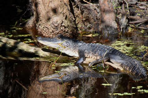 The Alligator and Louisiana History | Airboat Adventures | Alligator Tours