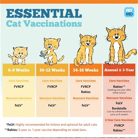 Cat Vaccination Schedule: Brilliant Cat Vaccination Schedule Book ...