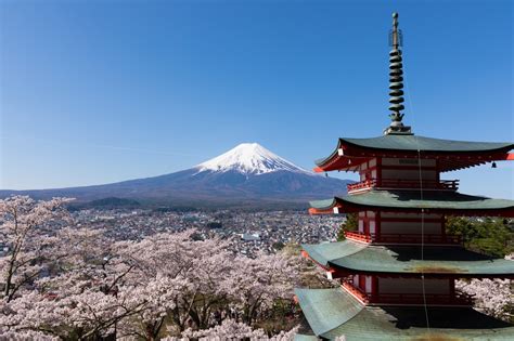 Mount Fuji Cherry Blossom