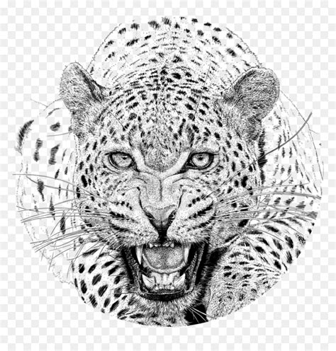 Clipart Face Leopard - Realistic Leopard Head Drawing, HD Png Download ...