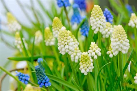 9 of the Best Grape Hyacinth Varieties for the Garden | Gardener’s Path