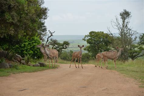 Tala Private Game Reserve | South Africa | Wild Safari Guide