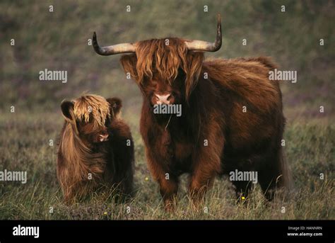 Scottish Highland Cattle Stock Photo - Alamy