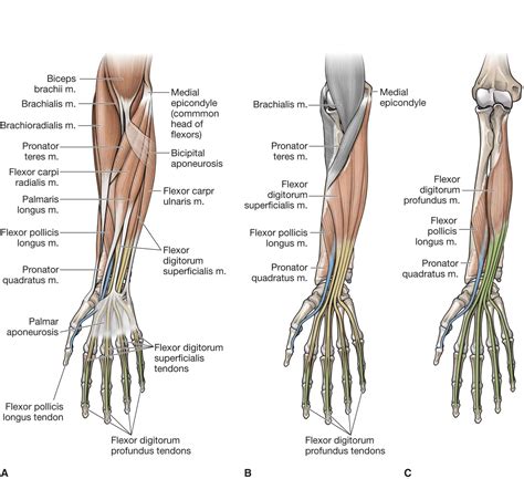 Flexorsextensor Forearm Muscles Muscular System Anatomy Anatomy Bones ...