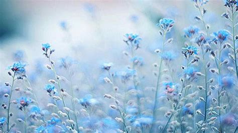 Blue Flowers Plants Aesthetic Background Blue Aesthetic, HD wallpaper ...