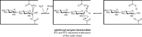 Glycoside Hydrolase Family 11 - CAZypedia