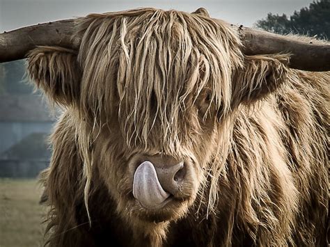 Highland Cattle 12 Nature Photography Highland Cow Wall - Etsy