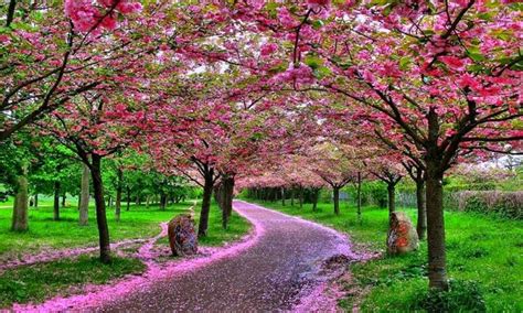 Taman Bunga Sakura Cibodas - BEAUTIFUL GARDEN IN INDONESIA